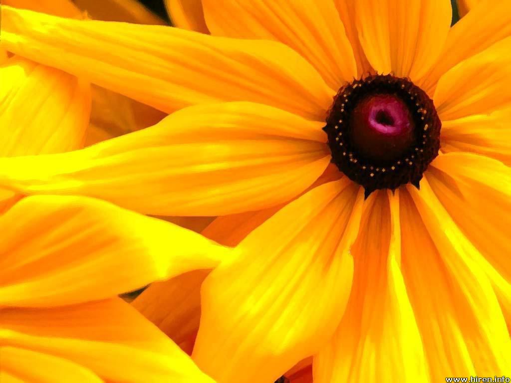 big-yellow-flower-8d
