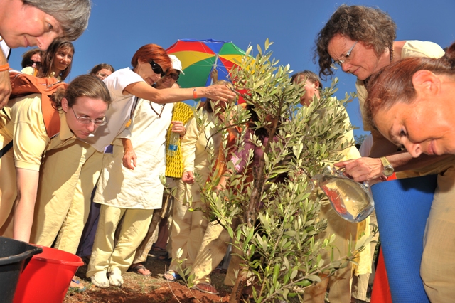 23 planting the olive tree
