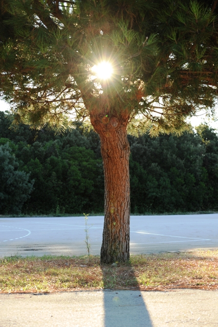 tree